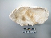 藏品(貝殼)的圖片